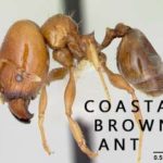 ACES ant pest control