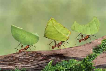 ants-and-leaves-tiny