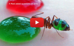 antsquestions antsquestions